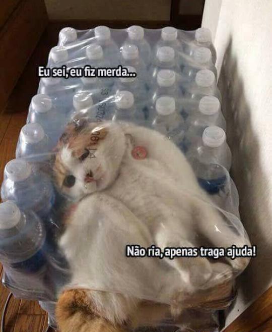 meme-gato-encrencado