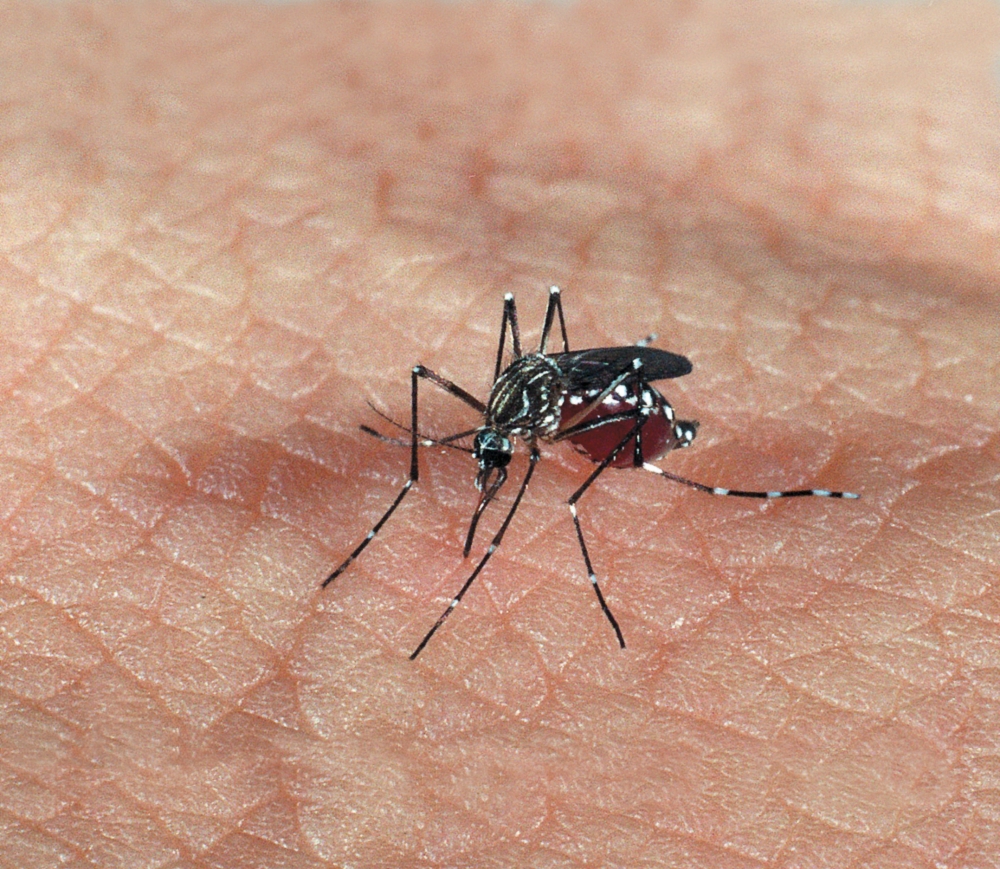 Vírus da chikungunya é eliminado com remédio usado contra hepatite C