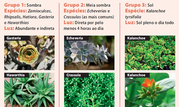 Suculentas, as plantas ideais para quem quer mais verde em casa