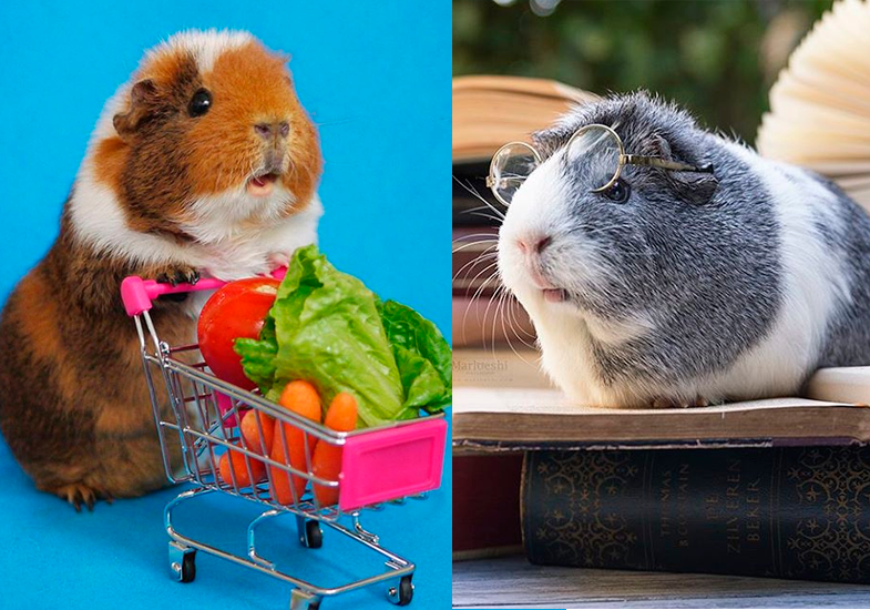 Porquinhos-da-índia são a sensação do momento no Instagram