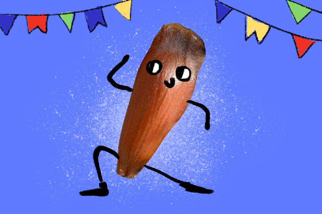 6 receitas com pinhão inovadoras para aproveitar a época do fruto