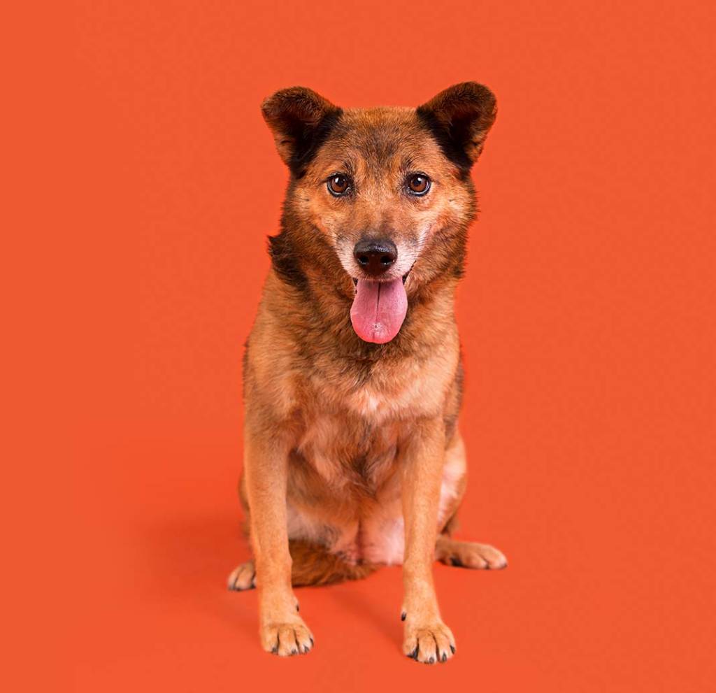 ONG batiza cães com nomes “errados” para incentivar adoção