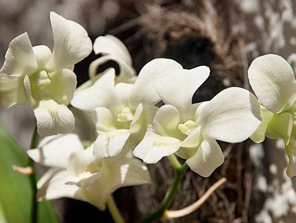 Orquídea olho-de-boneca branca