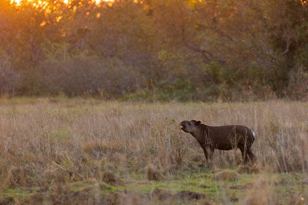 PatrÍcia Medici – Antas- Pantanal PatrÍcia Medici – Antas- Pantanal