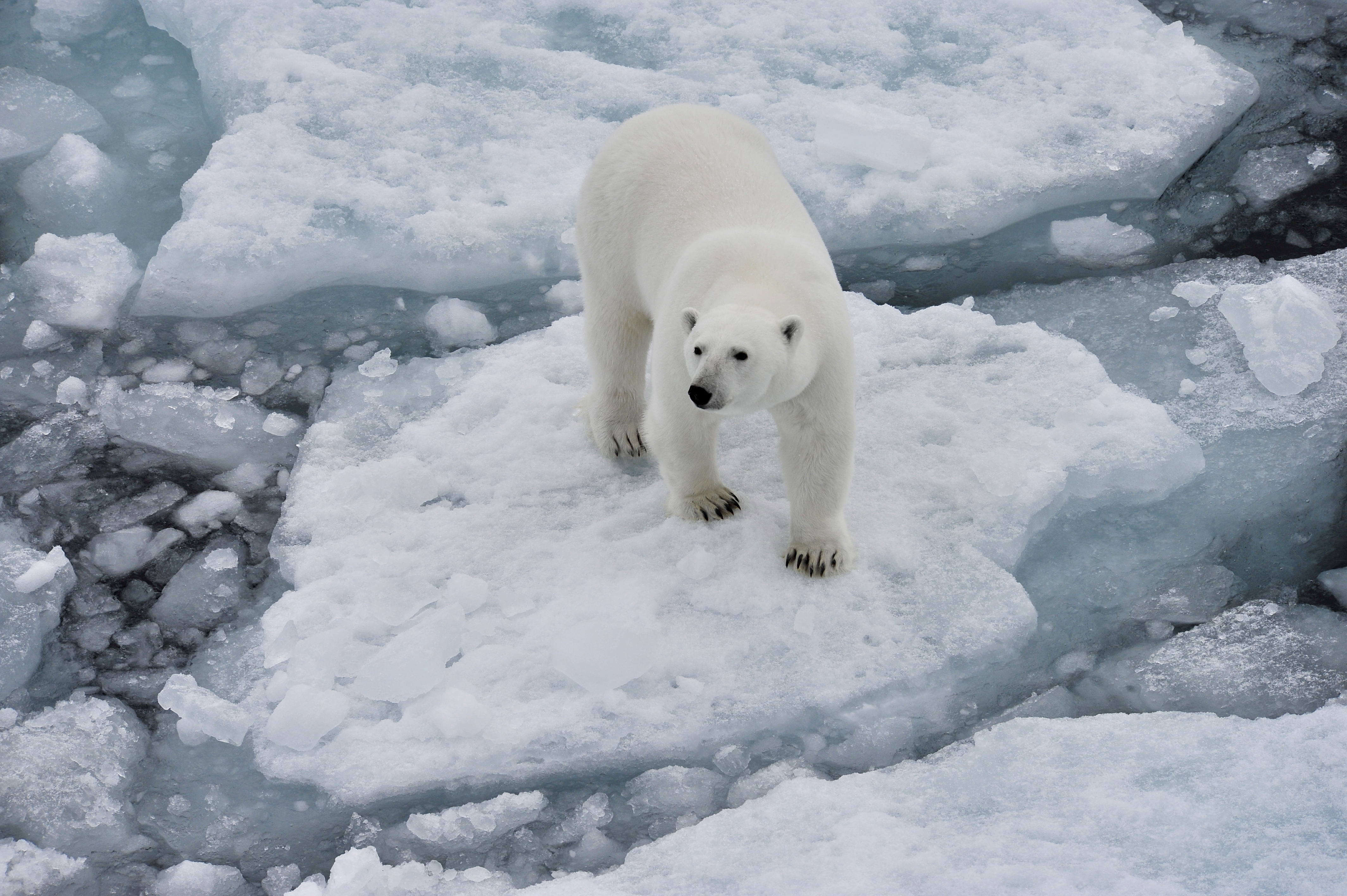 Ursos polares podem ser extintos antes de 2100 pelo aquecimento global