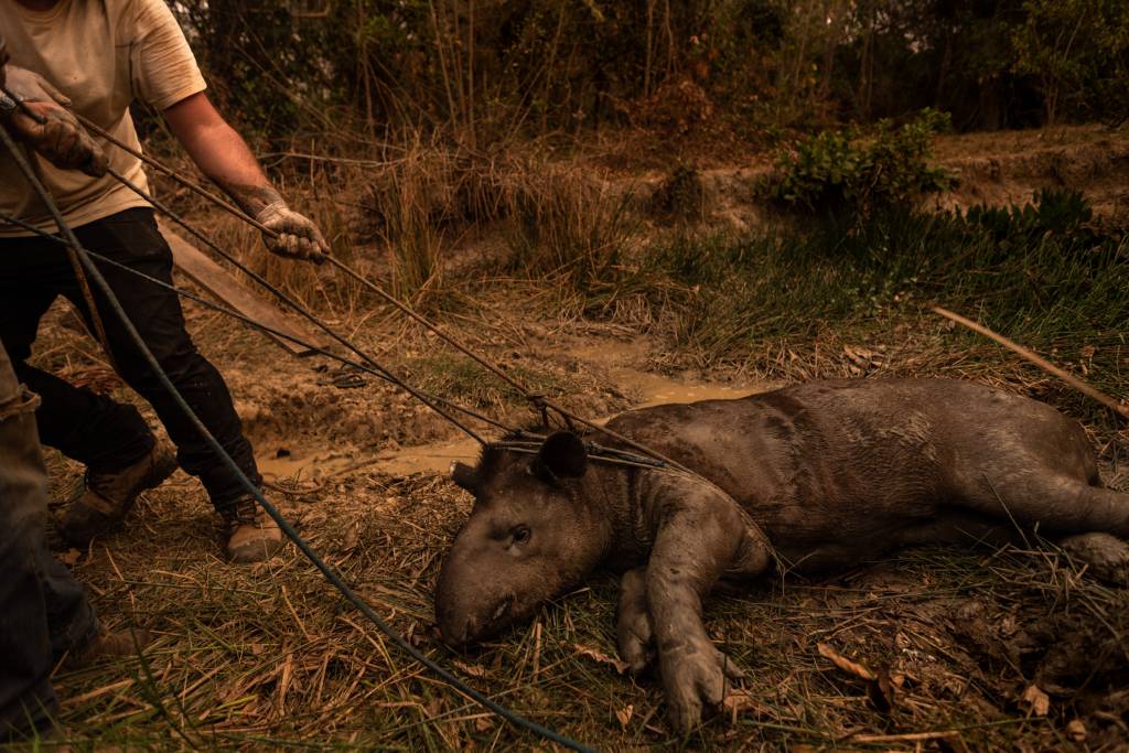 Pantanal On Fire In Brazil