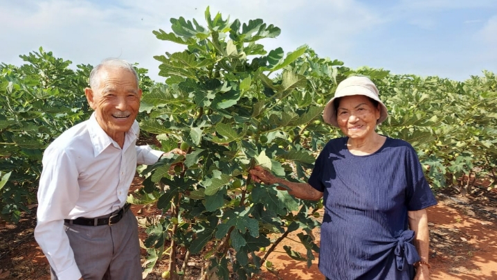 A saga dos Kimura que levaram figos e prosperidade para o Nordeste