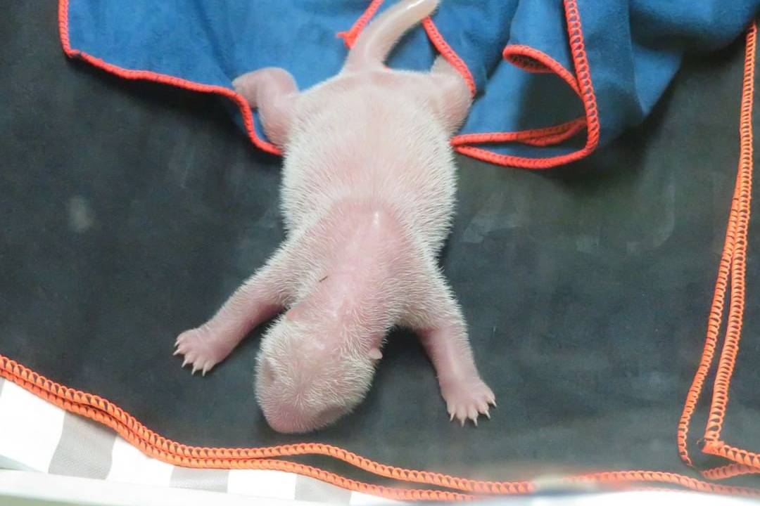 filhotes panda gigante