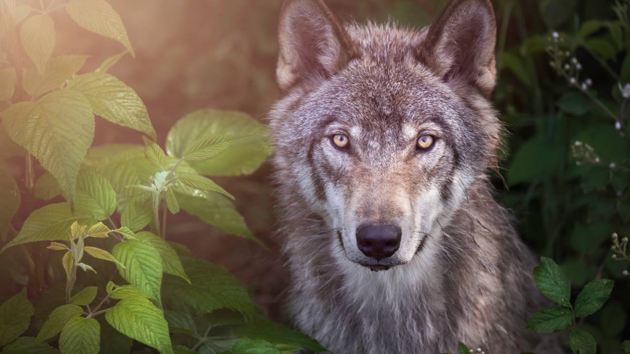 lobo