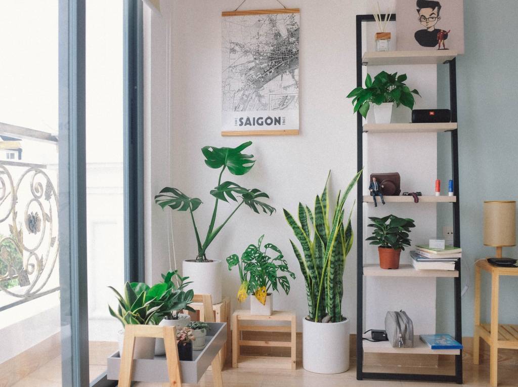 plantas-feng-shui Feng Shui e plantas