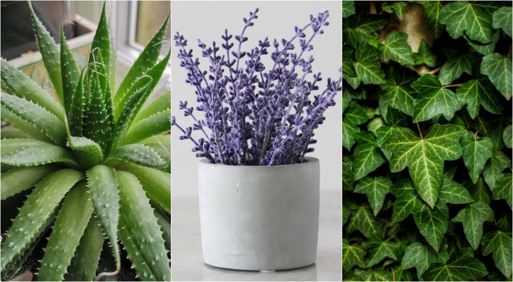 plantas-para-quarto-abre plantas para o quarto