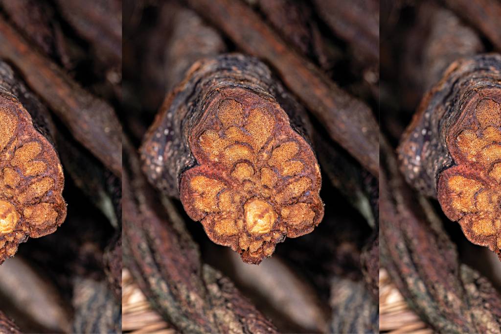 Autoconhecimento com o Ayahuasca: a busca da cura na natureza