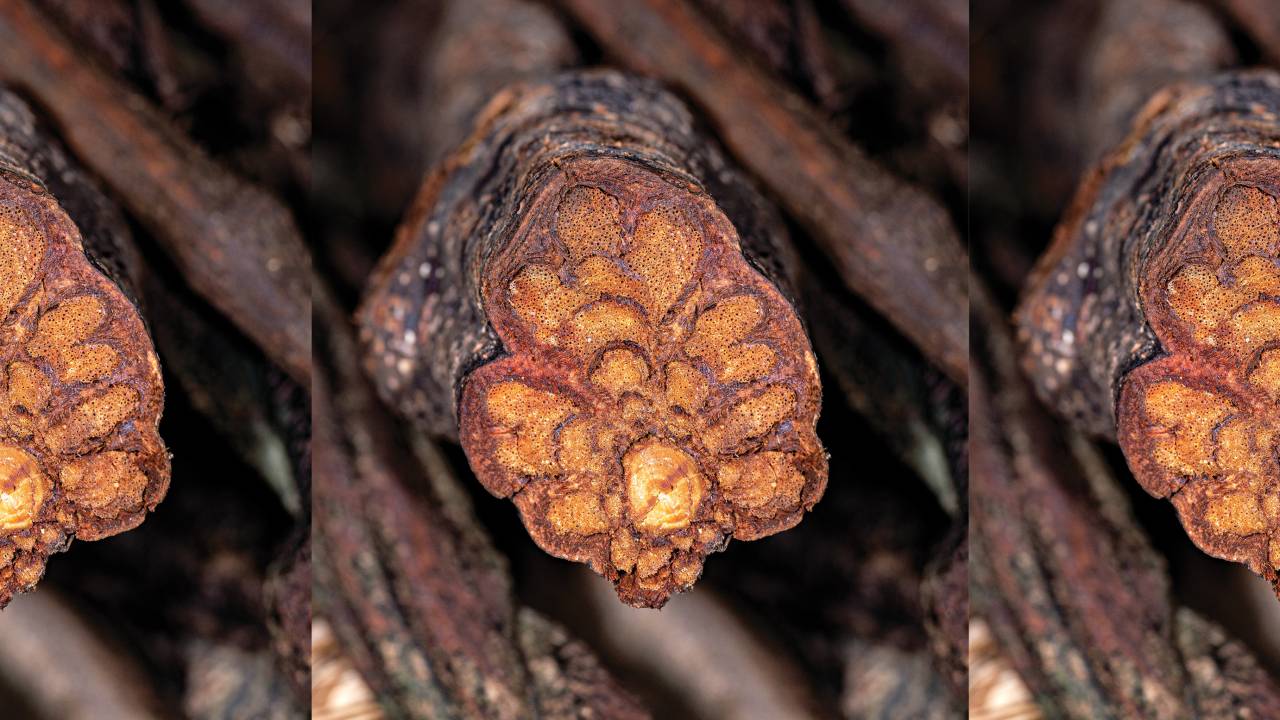 raiz que origina o Ayahuasca
