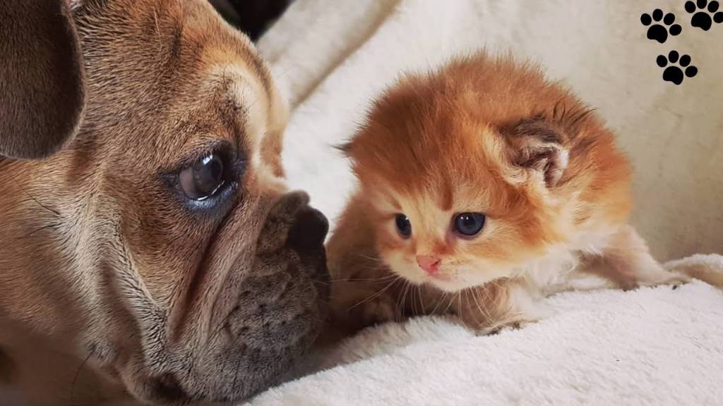 Cães e gatos: confira dicas infalíveis para se comunicar com os pets