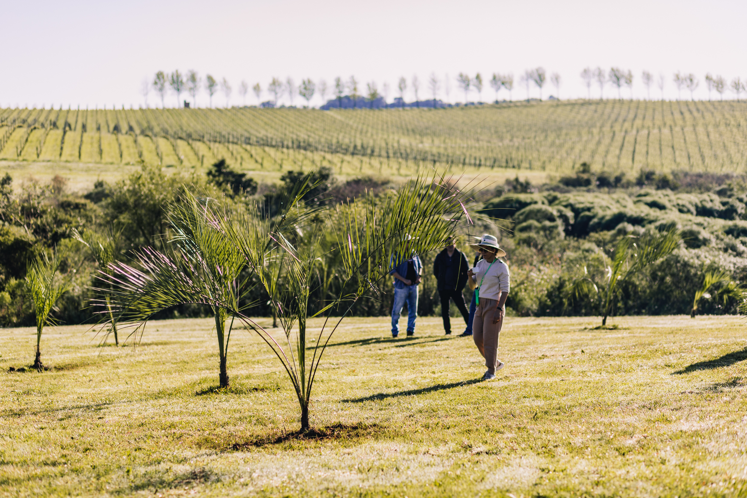 Cultivo da palmeira buti&aacute; na vin&iacute;cola da Chandon, em Encruzilhada do Sul
