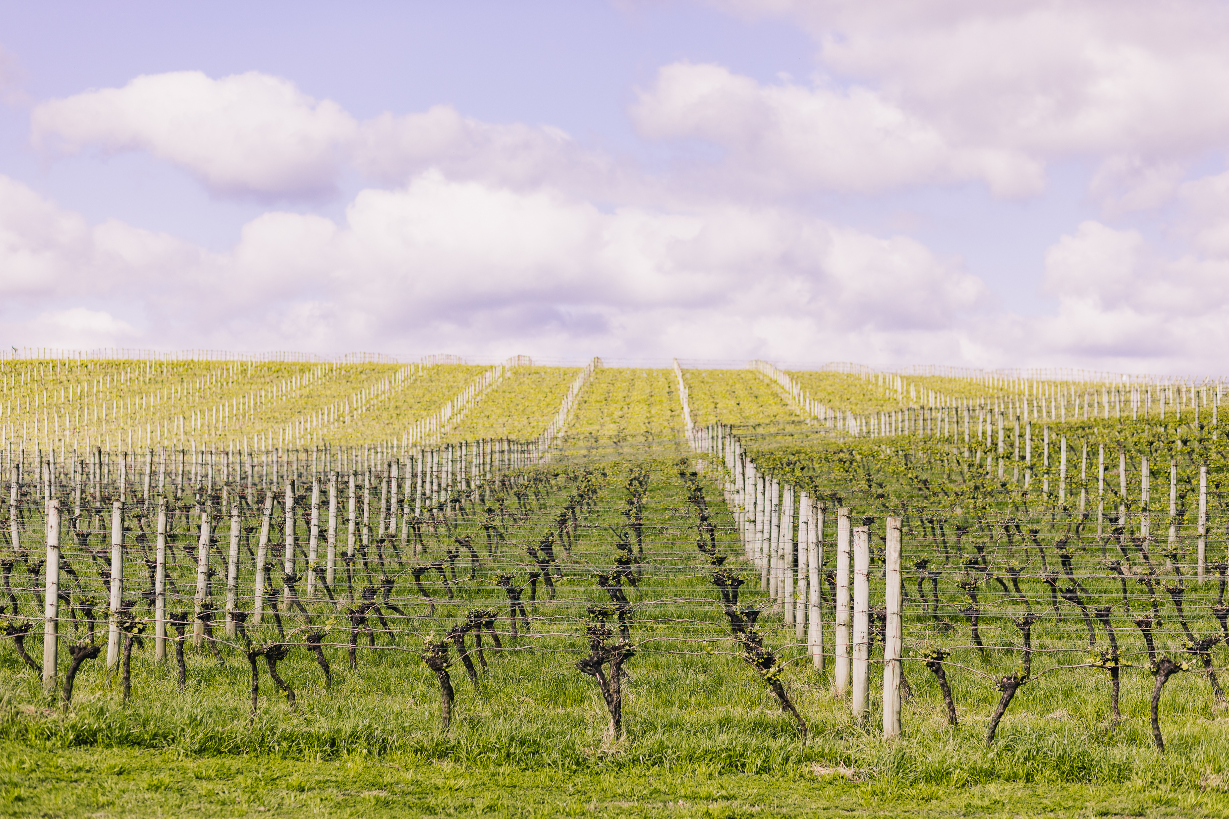 Vin&iacute;cola da Chandon em Encruzilhada do Sul