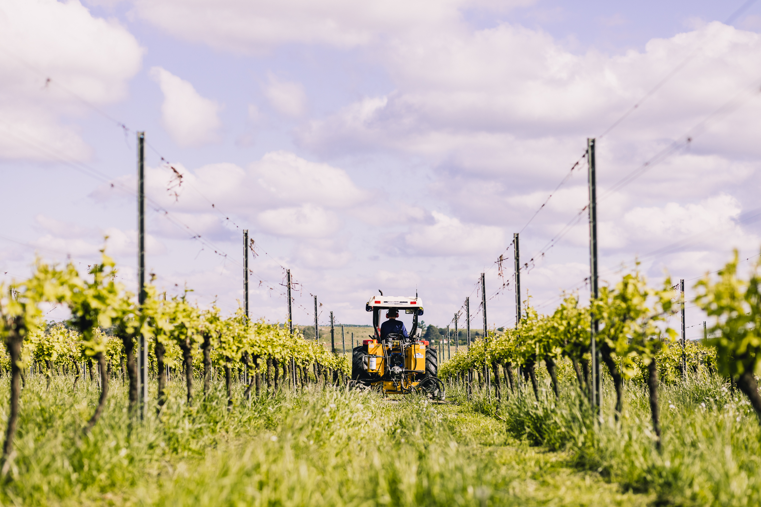 Vin&iacute;cola da Chandon em Encruzilhada do Sul