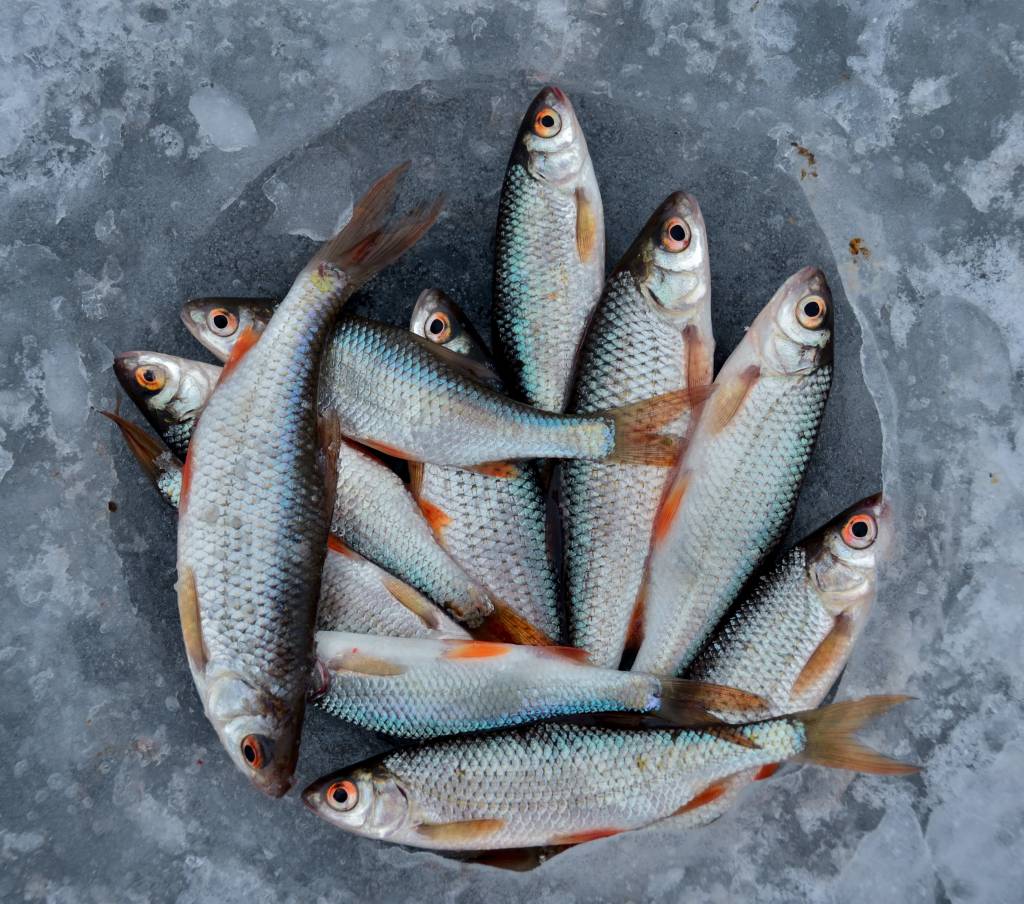 Dicas para escolher peixe Dicas para escolher peixe
