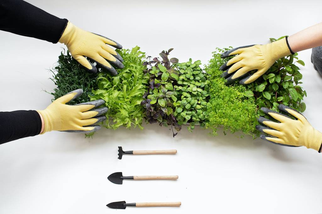 como-plantar-microverdes1 como plantar microverdes
