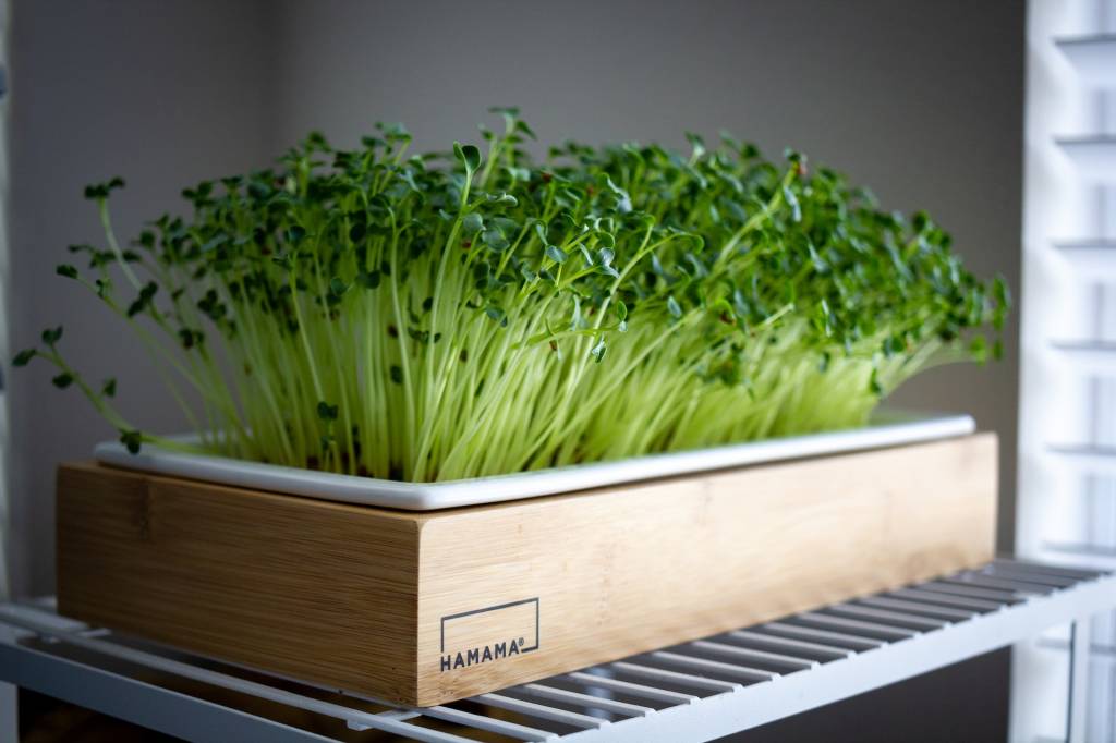 como-plantar-microverdes2 como plantar microverdes
