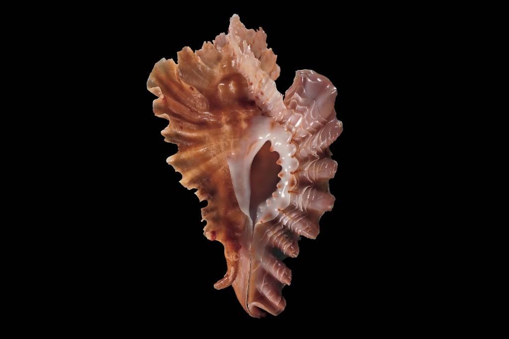 Harmonização genital: procedimentos estéticos viram desejo