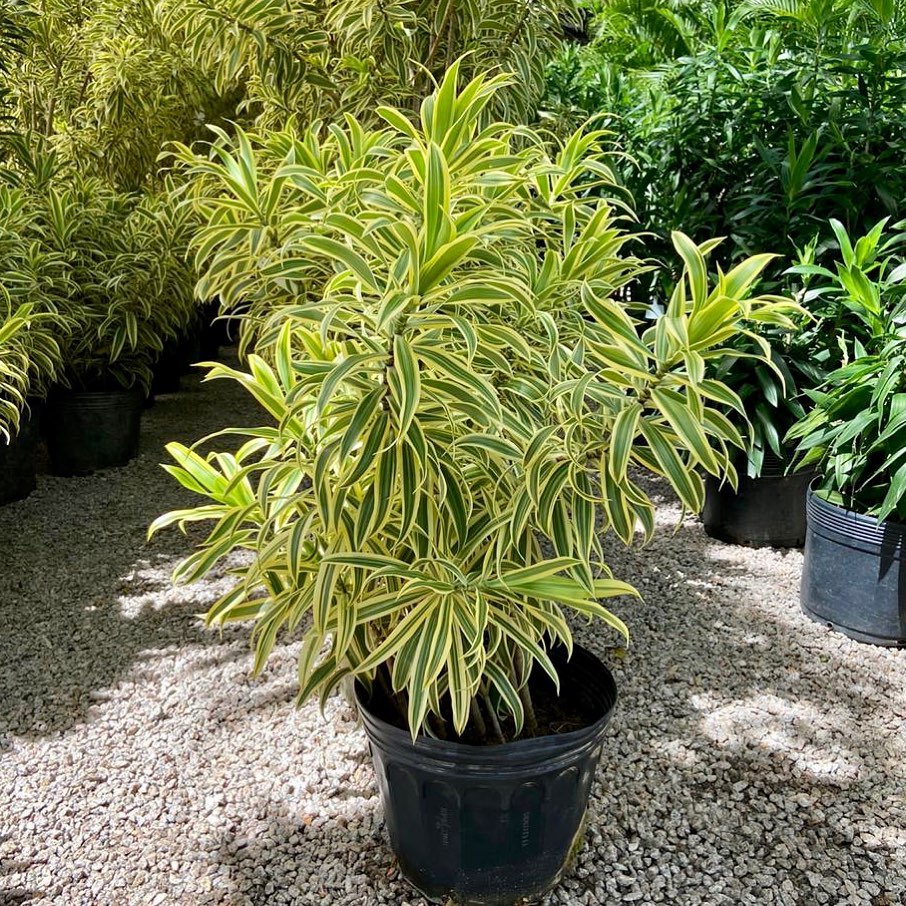 Vaso com pleomele variegata