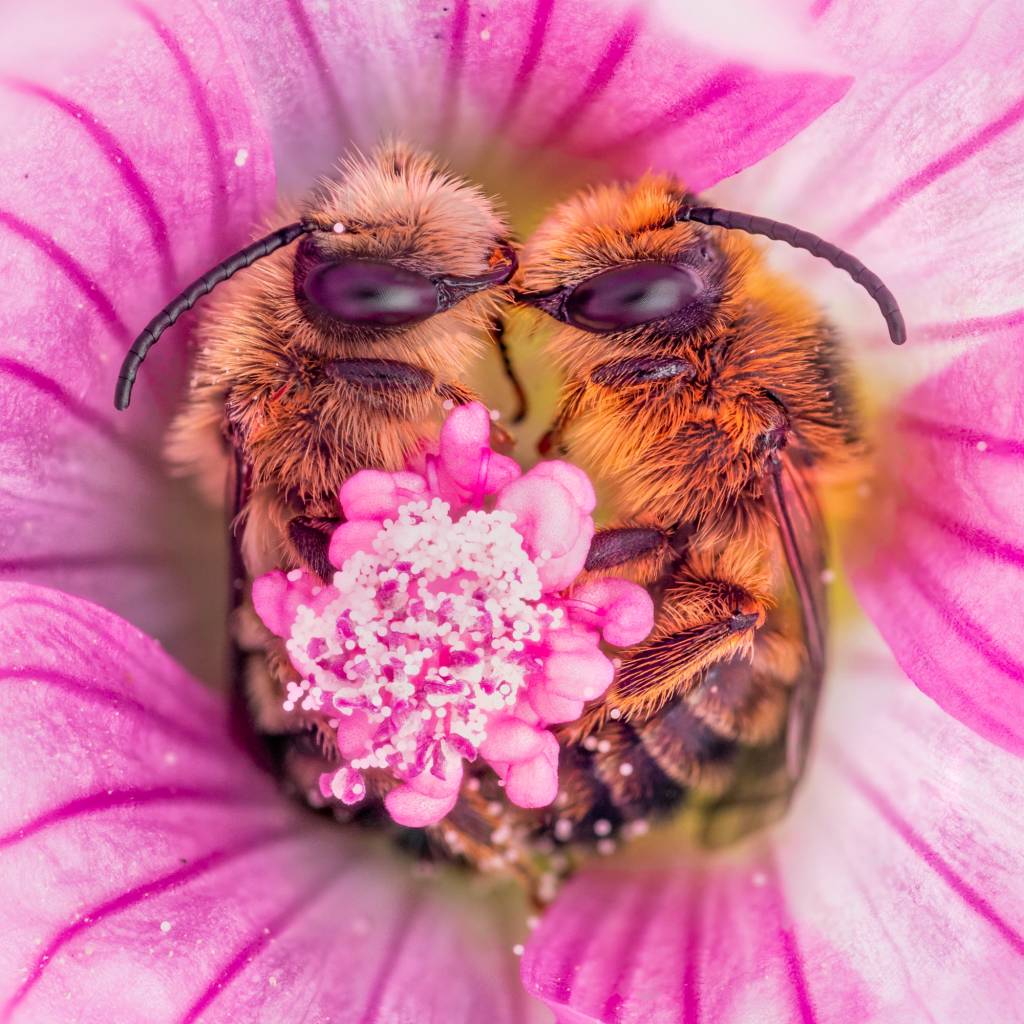 Bee Day – Guerlain Foto das abelhas dentro de uma flor