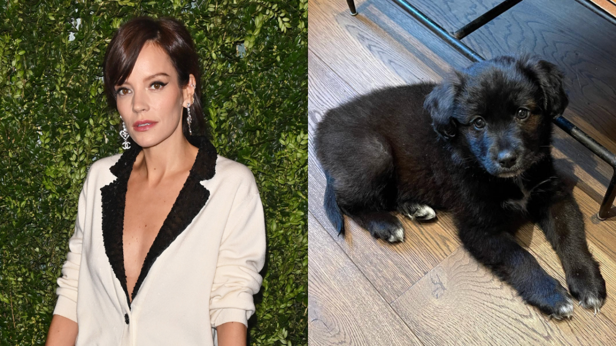 Lilly Allen devolve cachorra adotada para o abrigo