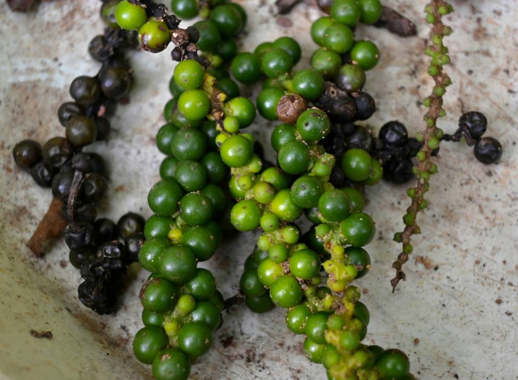 pimenta-do-reino Pimenta-do-reino verde