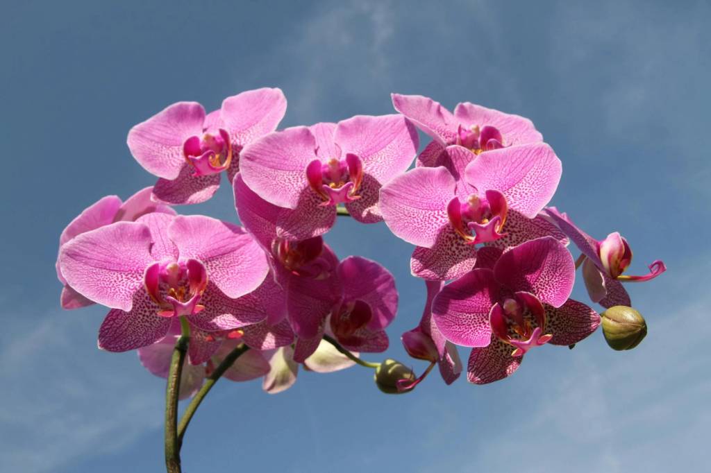 Orquídea rosa