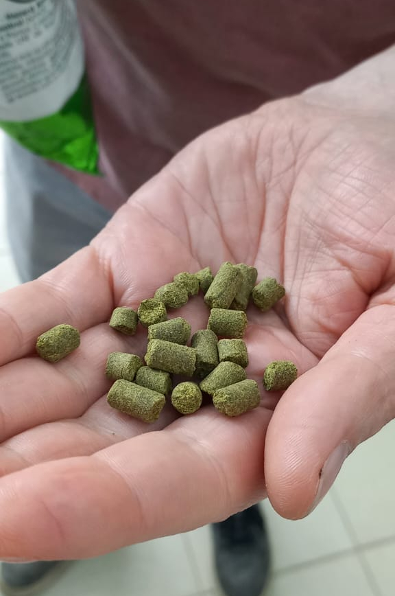cervejaria-lupulo O lúpulo que é misturado ao malte no processo de fabricação de cerveja
