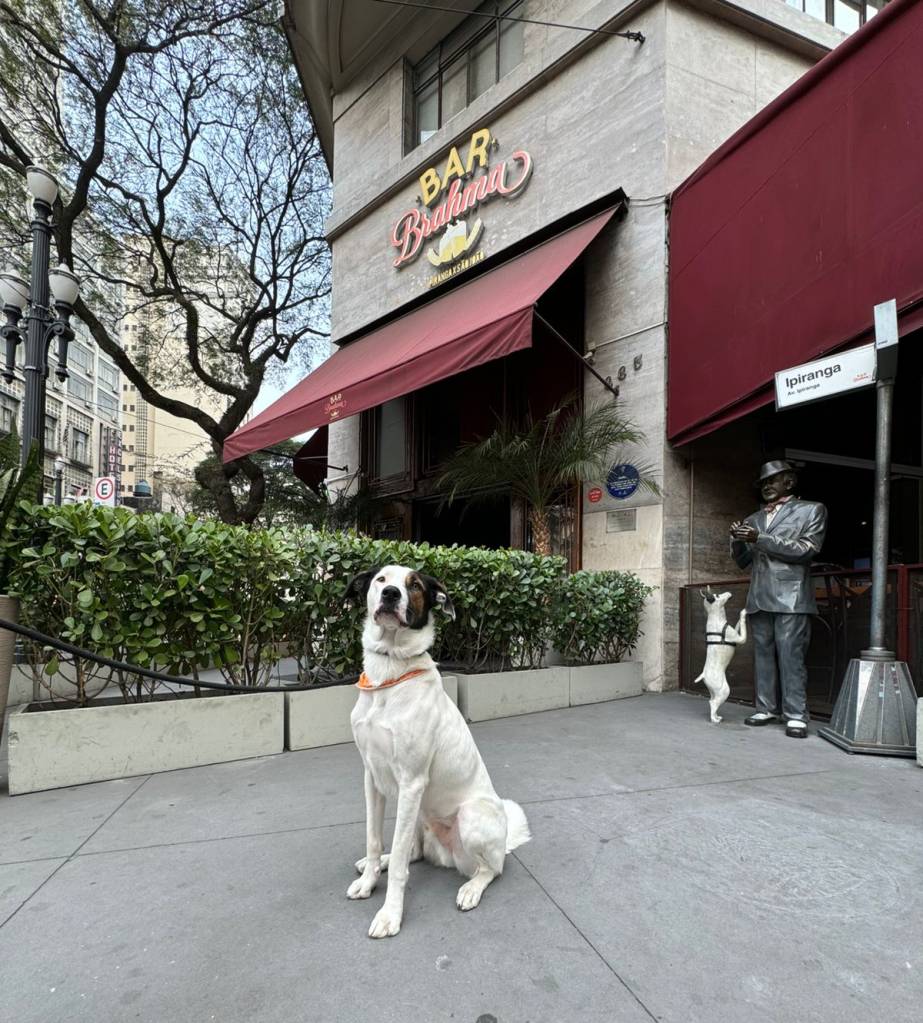 Bar Brahma, no Centro de São Paulo, aceita pets