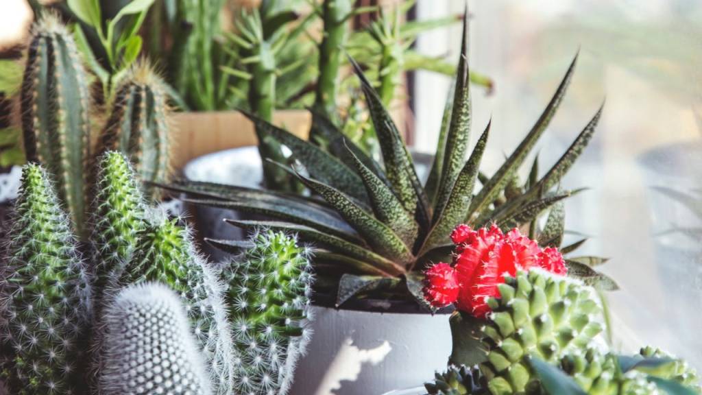 Plantas perfeitas para iniciantes: saiba como fazer mudas de cactos