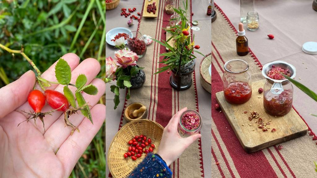 Para fazer um sérum de rosa mosqueta, é preciso colher o fruto, tirar as sementes, extrair o óleo e combiná-lo com ingredientes hidratantes