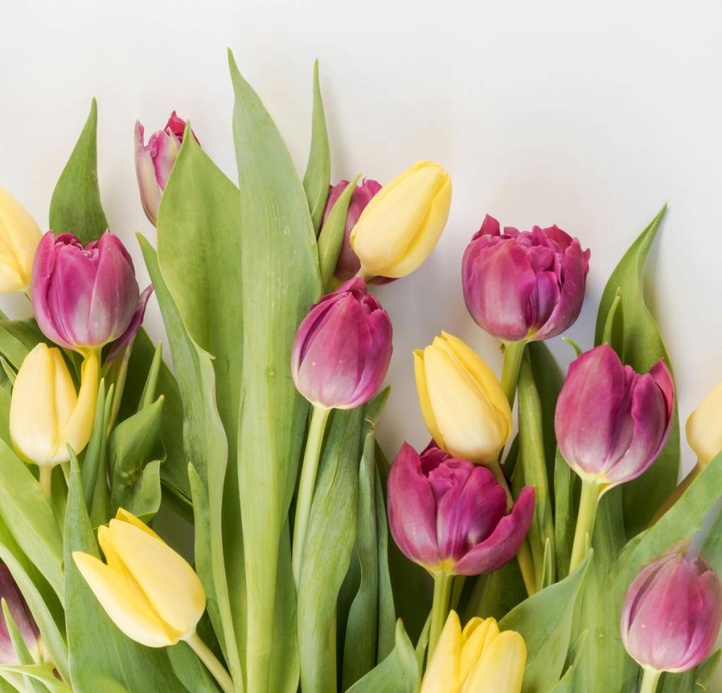 melhores-flores-dia-das-maes-tulipas Tulipas de diferentes tons podem ser combinadas para presentear sua mãe