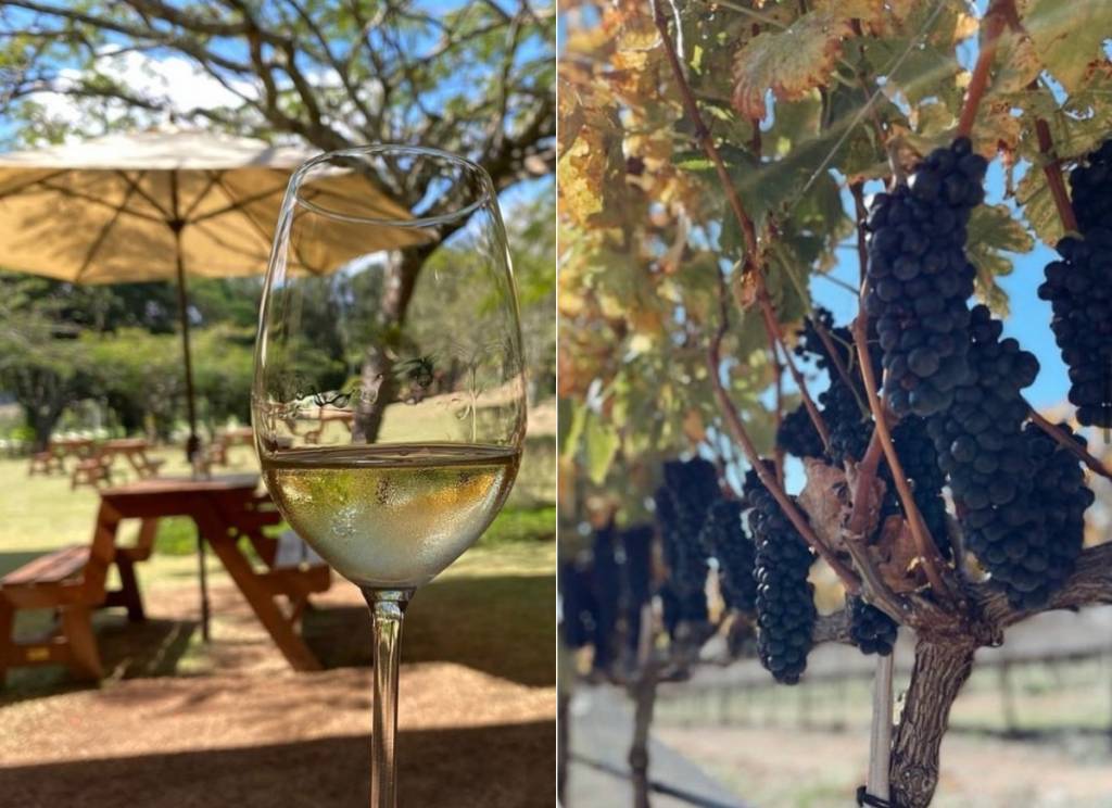 Como é visitar uma vinícola? Da uva à taça, veja a experiência completa