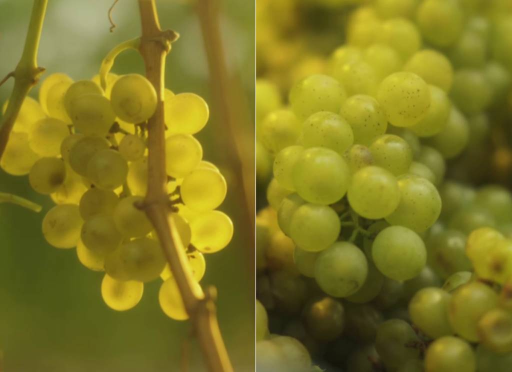 As belas uvas que dão origem aos vinhos