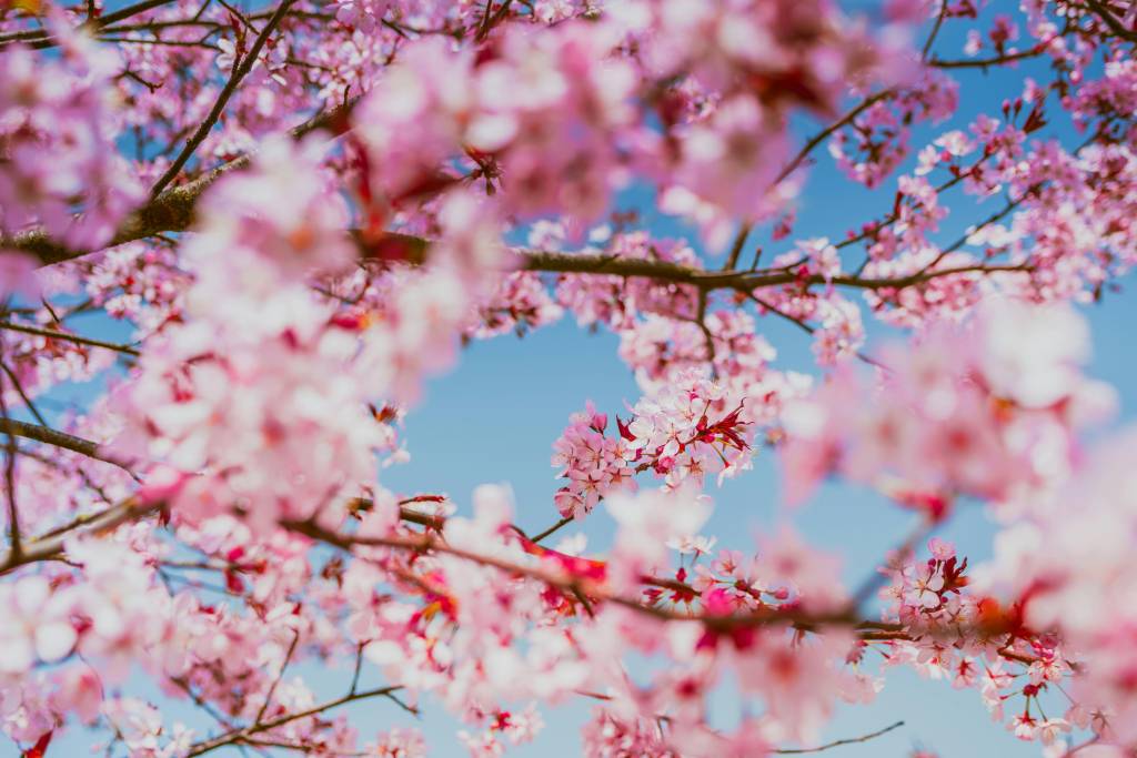 7 parques em SP que ficam lindos e floridos na primavera