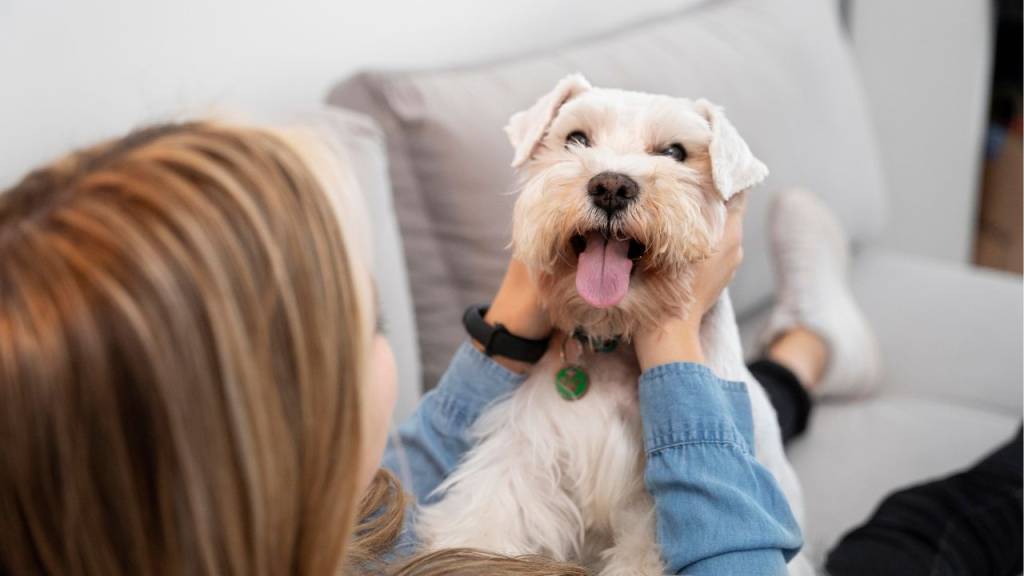 7 raças de cachorro ideais para quem mora em apartamento pequeno