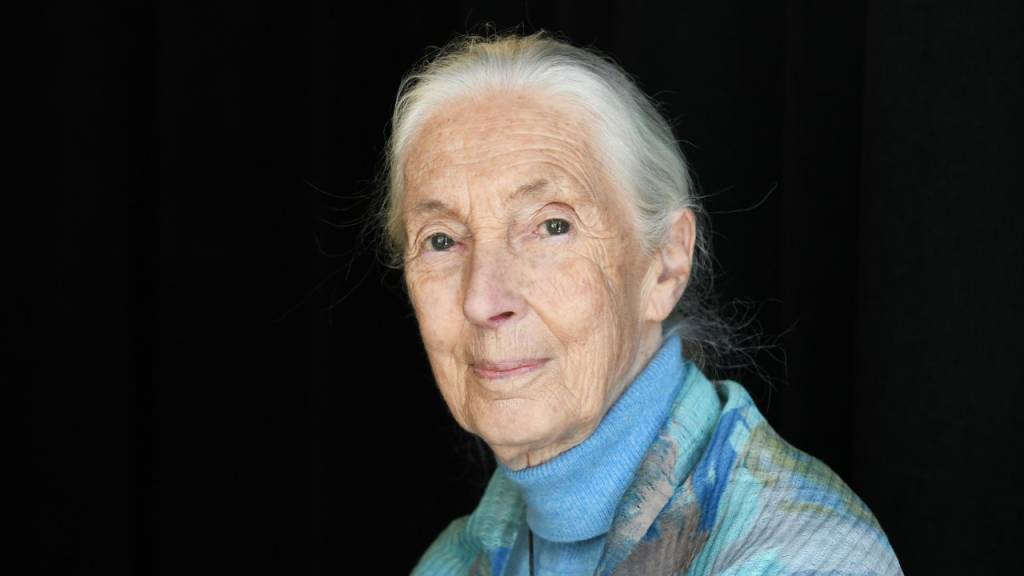 Morre Jane Goodall: quem era a cientista conhecida como “amiga dos chimpanzés”
