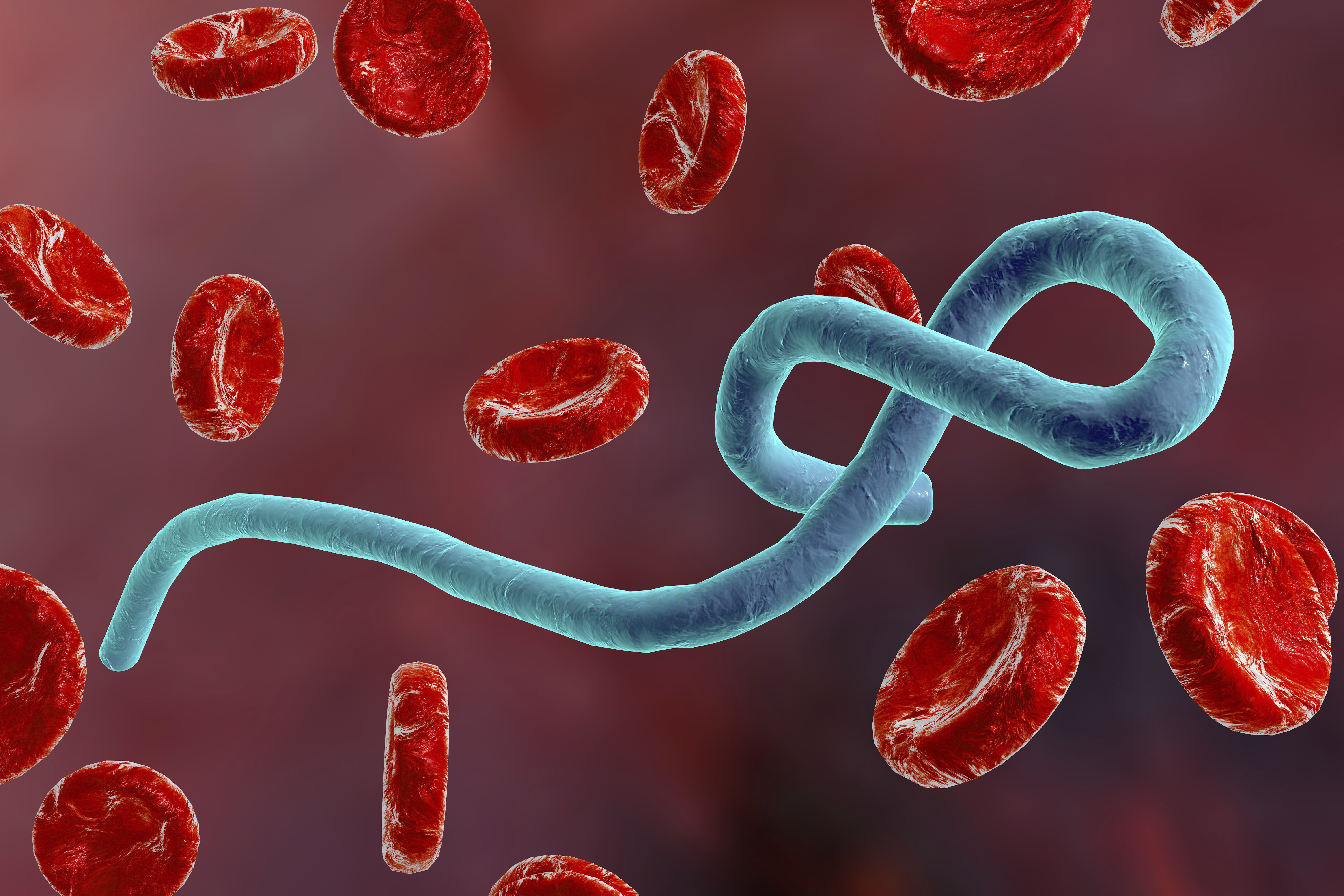 Ilustra&ccedil;&atilde;o digital em close do v&iacute;rus ebola circulando na corrente sangu&iacute;nea. O v&iacute;rus aparece em formato alongado e filamentoso, na cor azul-esverdeada, cercado por gl&oacute;bulos vermelhos em um fundo avermelhado. A arte tem car&aacute;ter cient&iacute;fico e did&aacute;tico, representando visualmente a infec&ccedil;&atilde;o viral no organismo.
