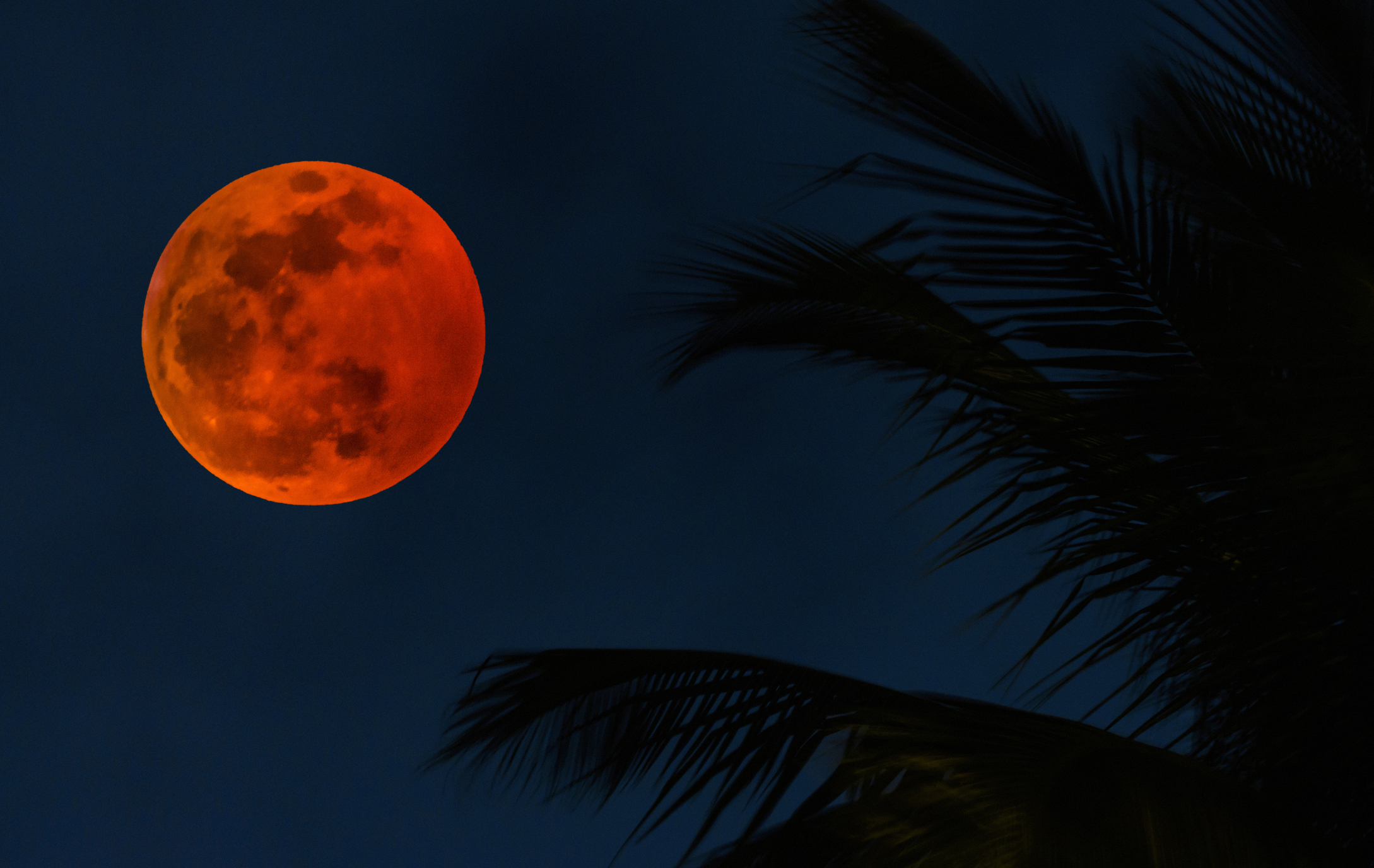 Lunar eclipse by palm tree fronds