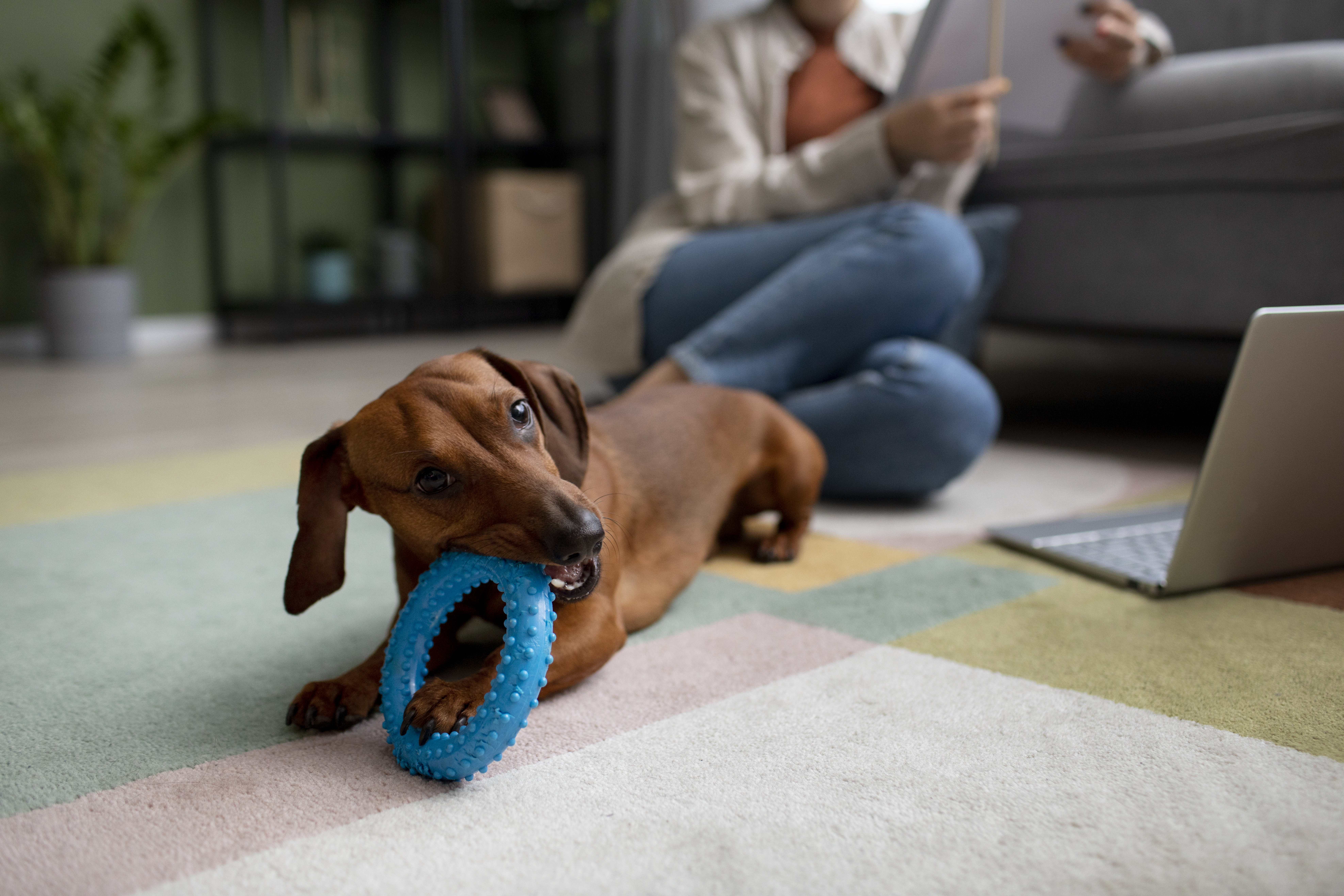 Adeus, pelos pela casa: 4 tapetes ideais para quem tem pets