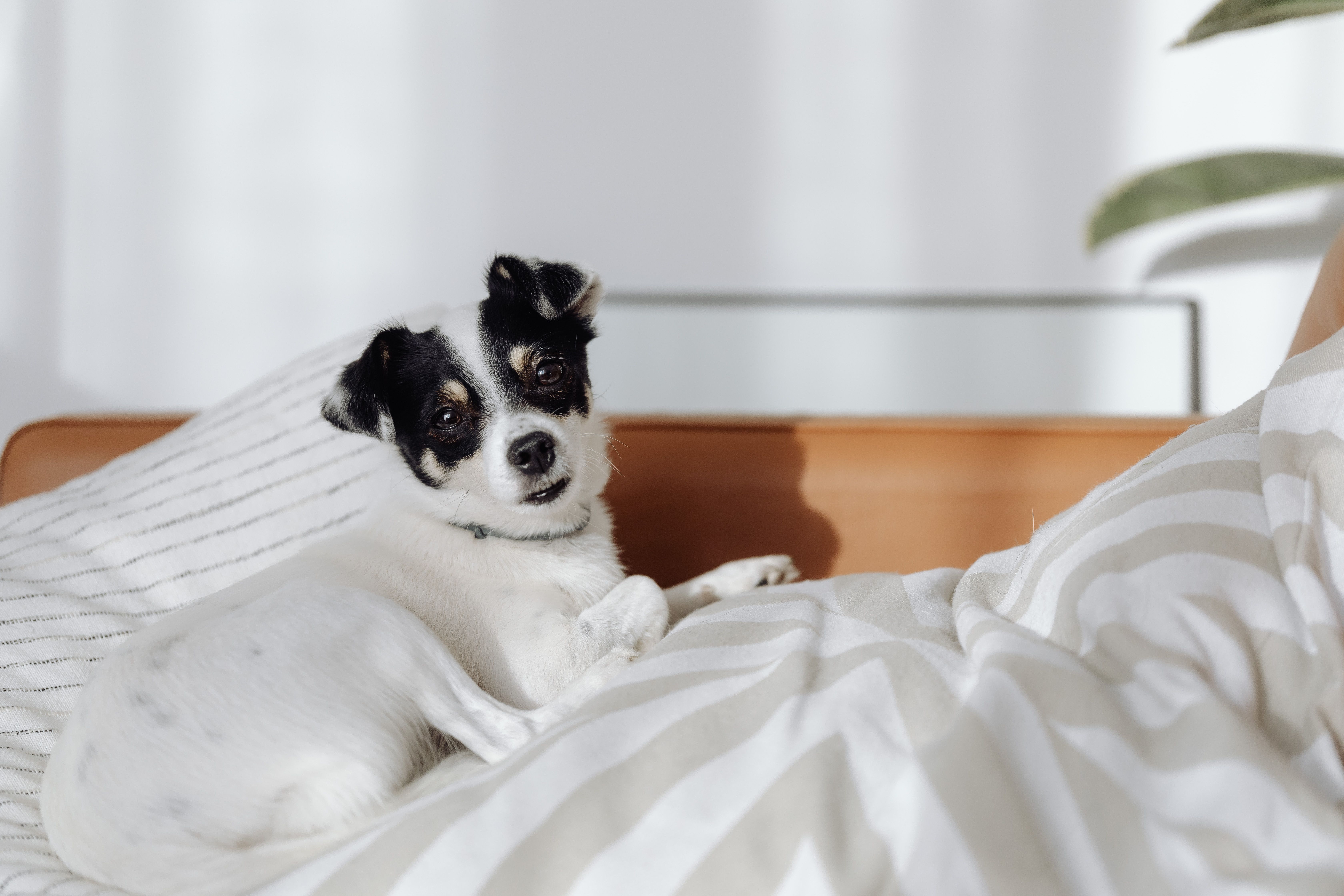 5 truques para adestrar o cachorro em casa e ter uma boa convivência