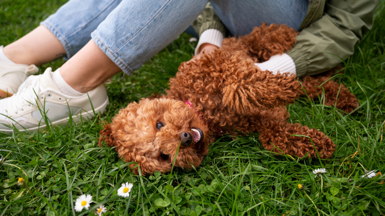 Os melhores perfumes para cachorros que não dão alergia