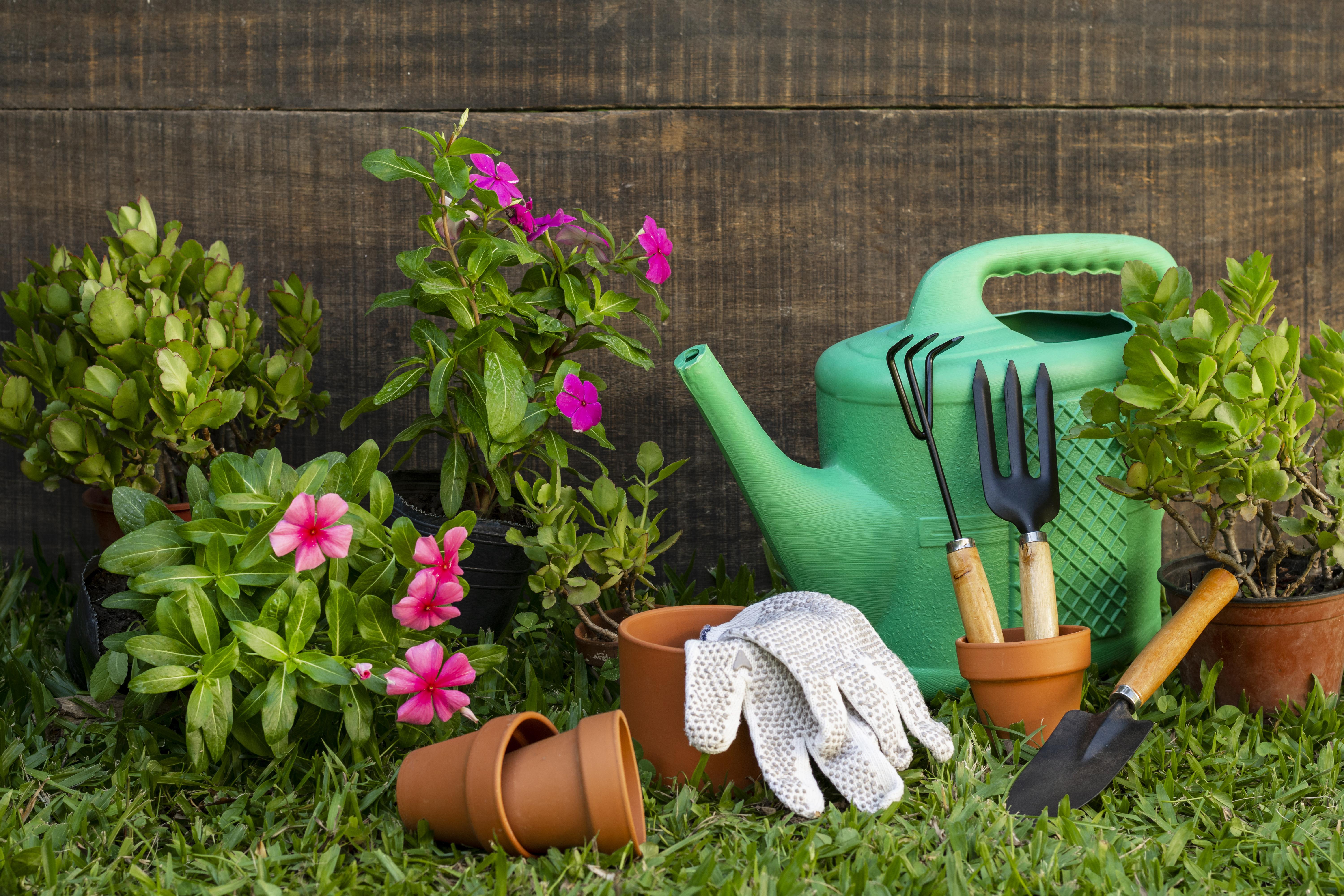 Cuidados com as plantas mudam na primavera: 6 ajustes para fazer na estação