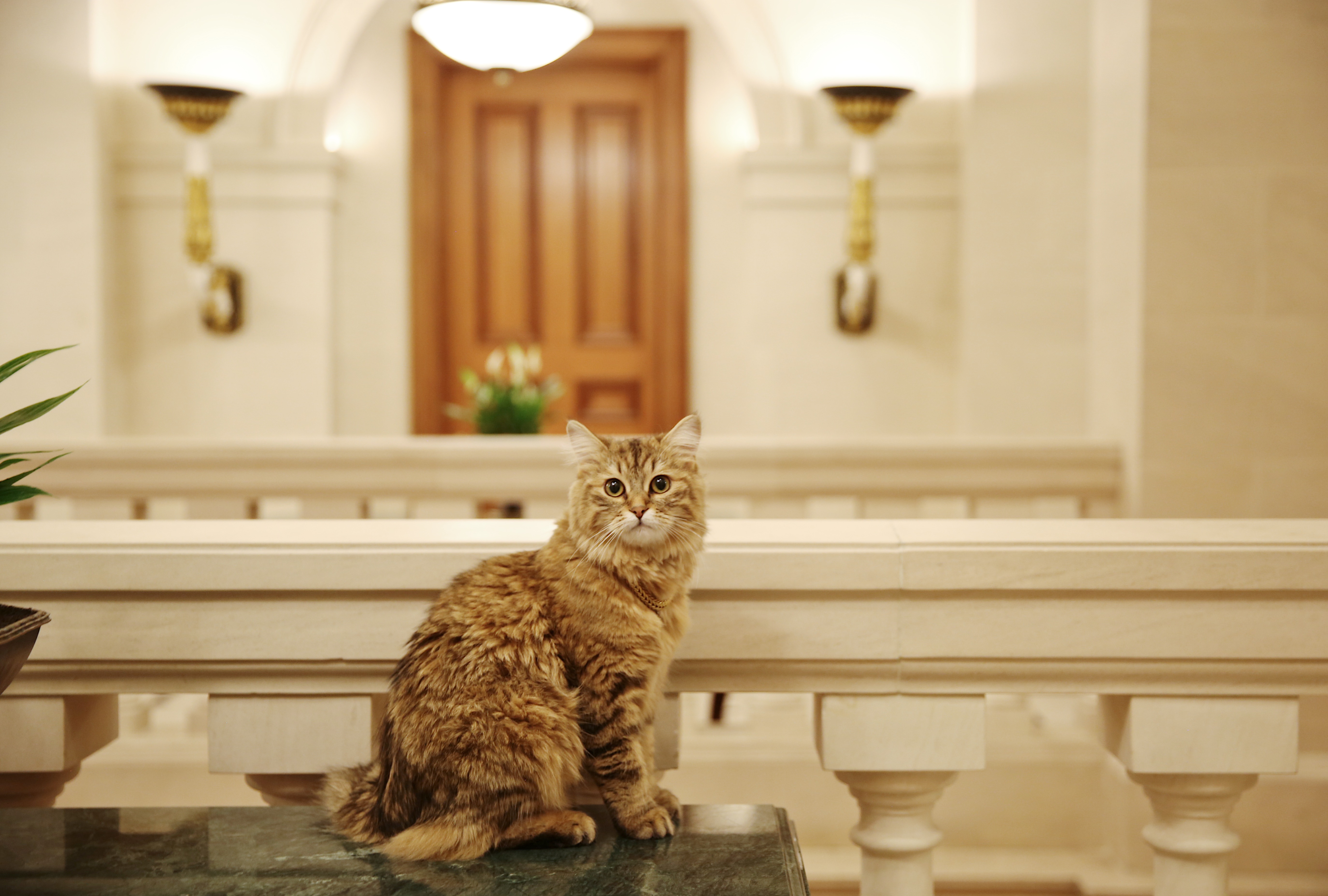 A casa de Lilibet: conheça o hotel de Londres com spa e uma gata anfitriã